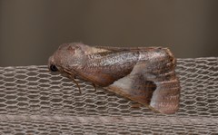 Niceteria macrocosma