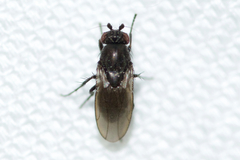 Leptocera