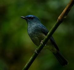Cyornis unicolor
