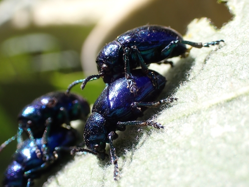 iNaturalist observation photo of Cobalt Milkweed Beetle