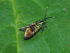 Saptha divitiosa
