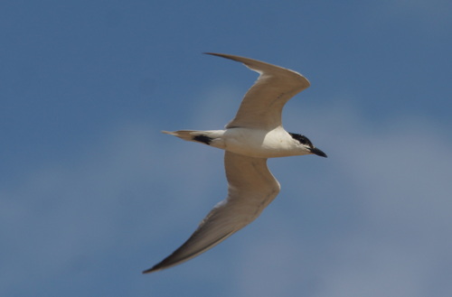 Pagaza piconegra (Gelochelidon nilotica)