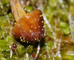 Neobarya agaricicola