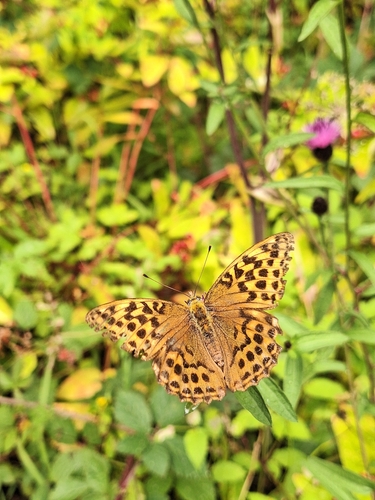 Silver-washed Fritillary