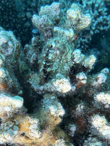 Pinctada margaritifera observed 2026-08-04