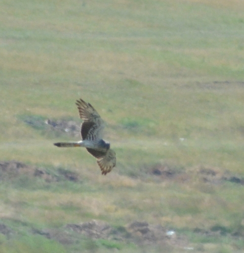 Montagu's Harrier
