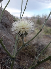 Cirsium inamoenum