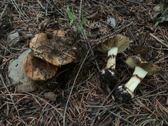 Calonarius elegantio-occidentalis