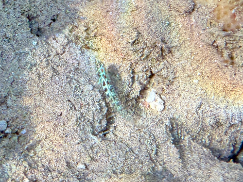Eviota guttata observed 2026-08-04