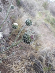 Cirsium inamoenum