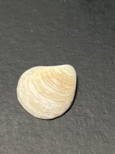 Astarte castanea observed 2026-08-04