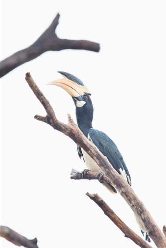 Malabar Pied Hornbill