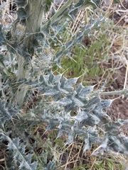 Cirsium inamoenum