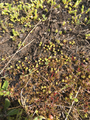 Plagiobothrys scouleri