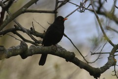 Turdus merula