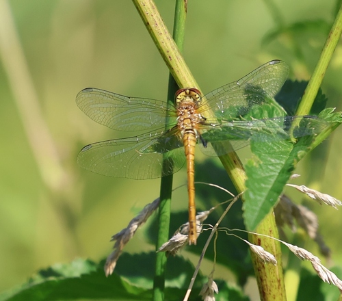 Ruddy Darter