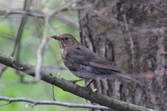 Turdus merula