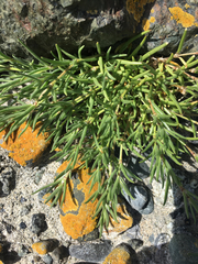 Spergula