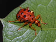 Agomadaranus pardaloides