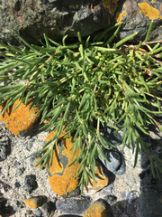Spergula