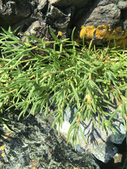 Spergula