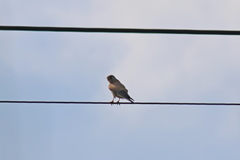 Falco tinnunculus
