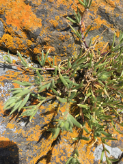 Spergula