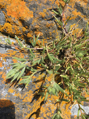 Spergula