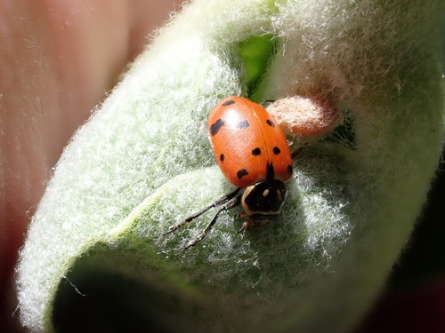 iNaturalist observation photo of Convergent Lady Beetle