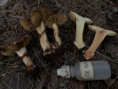 Calonarius elegantio-occidentalis