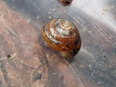 Euconulus fulvus