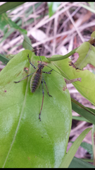 Ozphyllum naskreckii