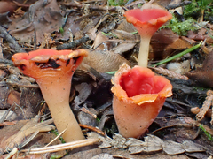 Microstoma protractum