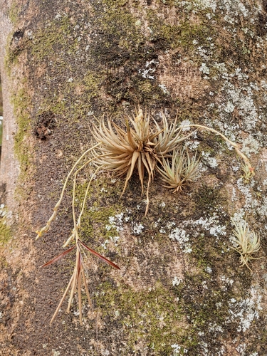 Tillandsia loliacea, photograph 3