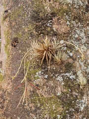 (c) João Vitor Oliveira de Souza, some rights reserved (CC BY) Tillandsia loliacea, photograph (c) João Vitor Oliveira de Souza, some rights reserved (CC BY)