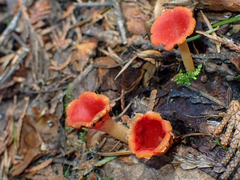 Microstoma protractum