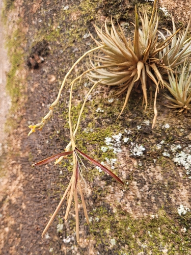 Tillandsia loliacea, photograph 4