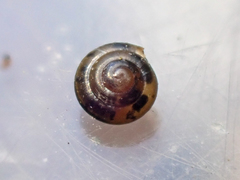 Euconulus fulvus