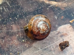 Euconulus fulvus