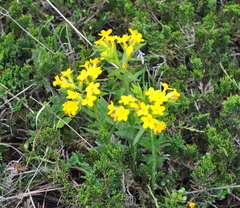 Lithospermum caroliniense croceum