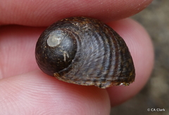 Neritoidea