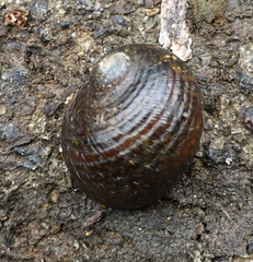 Neritoidea