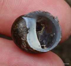 Neritoidea