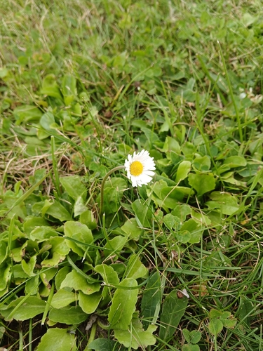 Lawn daisy
