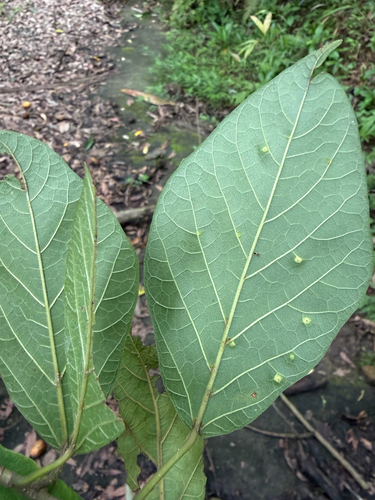 Ficus erecta, photograph 6