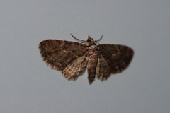 Eupithecia kuroshio