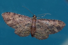Pseudocollix hyperythra
