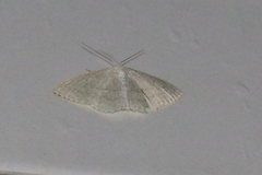 Scopula coniaria