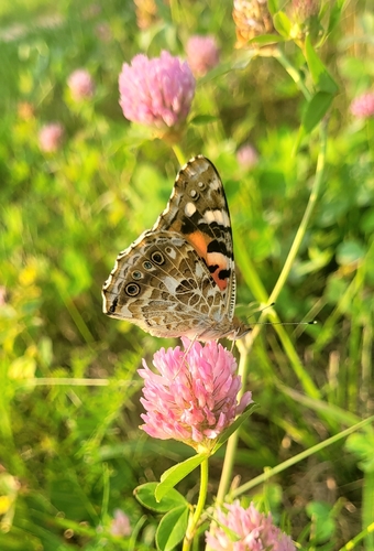 Painted Lady