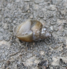 Rabdotus dealbatus
